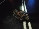 Tragiczny w skutkach wypadek na DK45 w m. Kowale